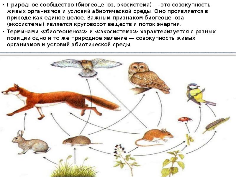 Понятие о природном сообществе биогеоценозе и экосистеме 6 класс презентация