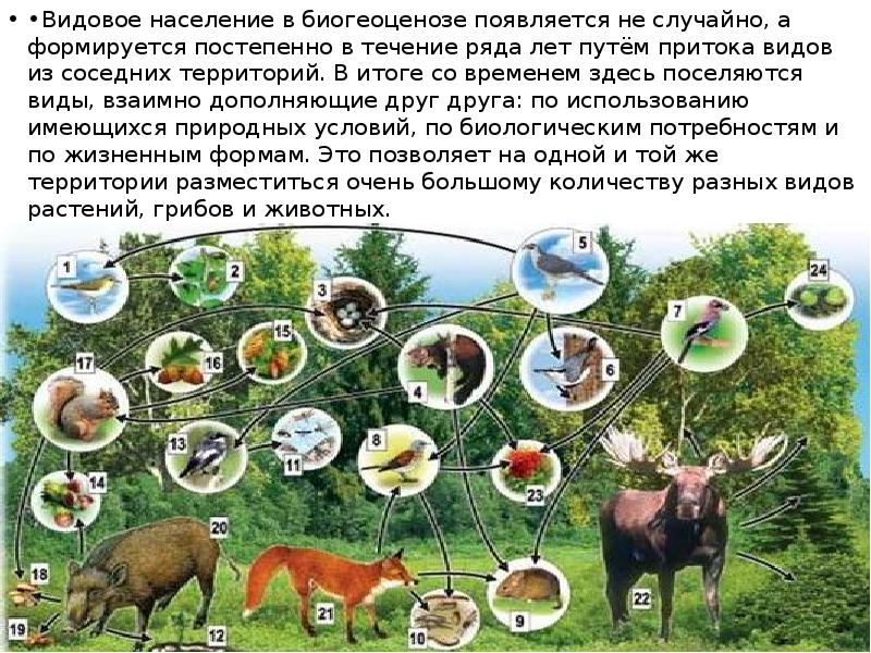 Биогеоценоз Волги. Агрессия в биогеоценозе. Биогеоценоз Турции. Совместимость животных видов в биогеоценозе.