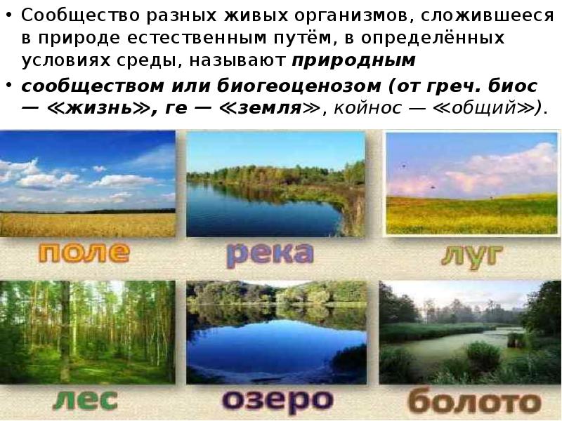 Понятие о природном сообществе биогеоценозе и экосистеме 6 кл презентация