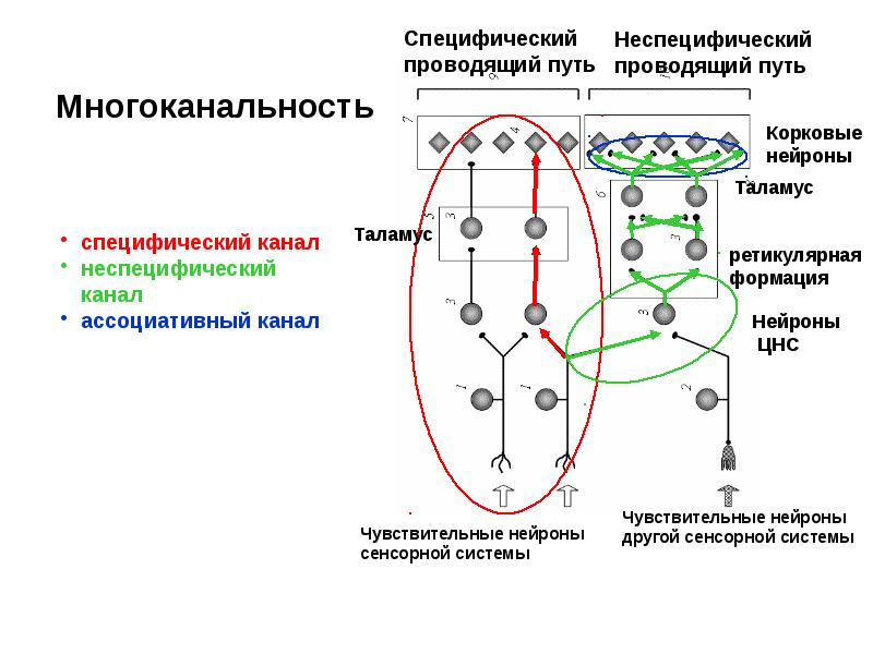 Физиология сенсорных систем презентация