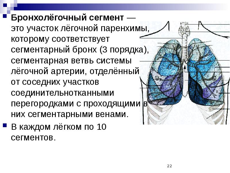 Бронхолегочные сегменты схема