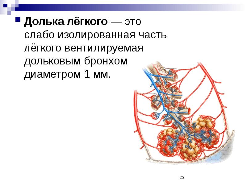 Изучите структурную единицу легкого ацинус сделайте к рисунку обозначения