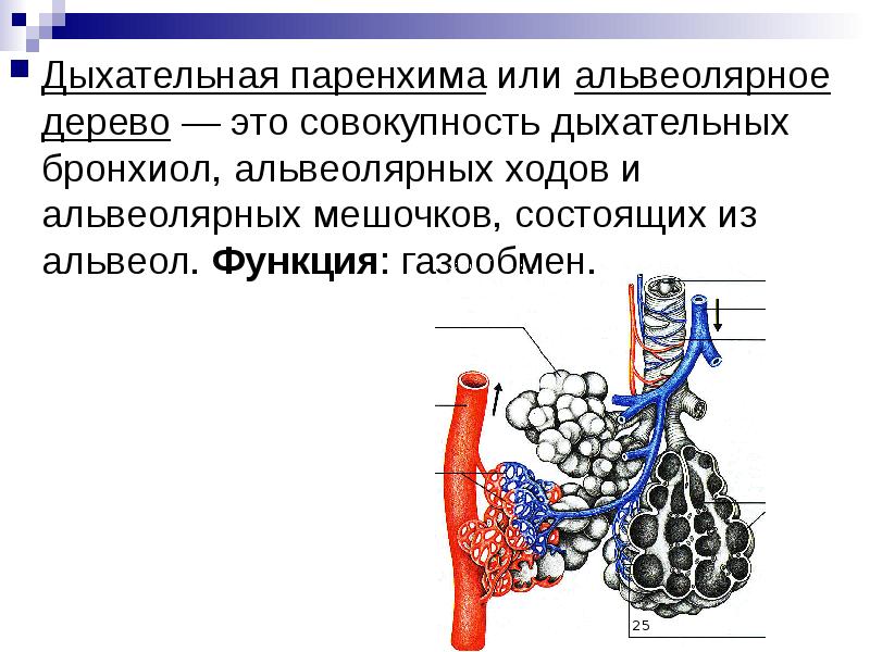 Альвеолярное дерево схема