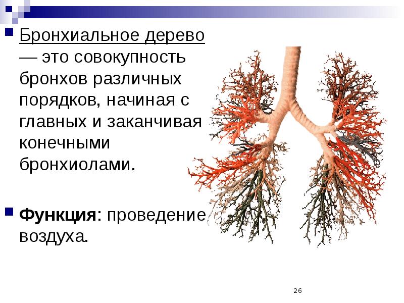 Гиперреактивность бронхиального дерева у детей с бронхиальной астмой и аллергическим ринитом