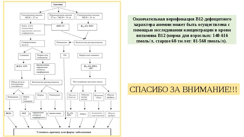 B12 анемия презентация