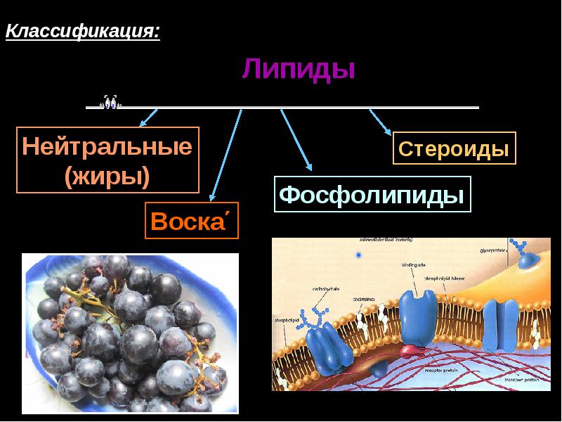 Липиды выполняют. Функции липидов в клетке. Липиды жиры стероиды. Органические вещества липиды. Сложные липиды классификация.