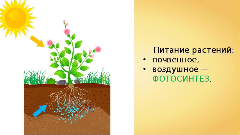 Растения обеспечивают жизнь другим потому что. Питание растений. Фотосинтез и почвенное питание. Схема питания растений. Схема почвенного питания.