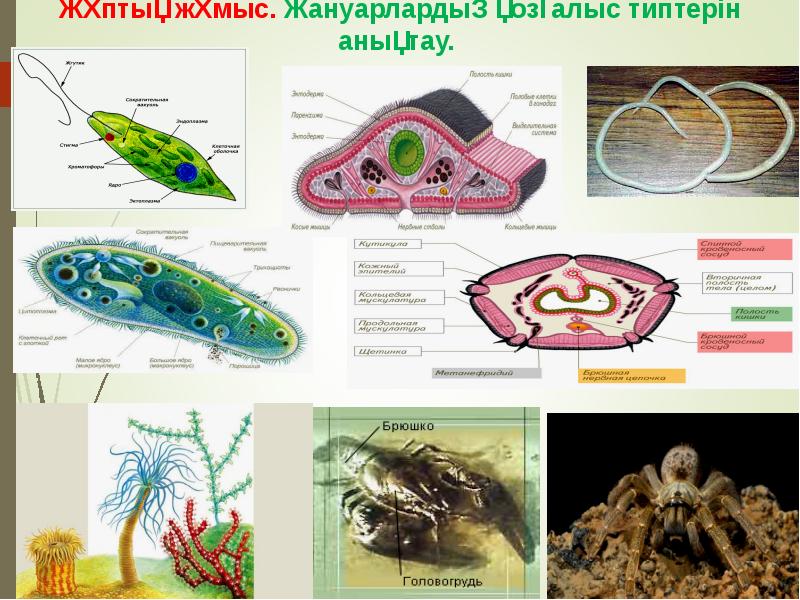 Омыртқалы жануарлар презентация