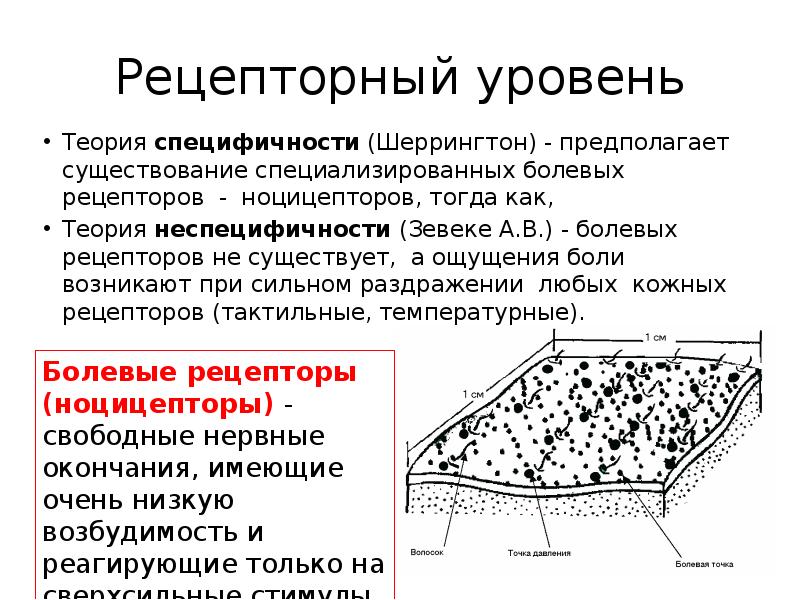 Физиология боли презентация