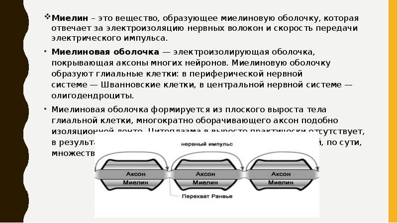 Миелин – это вещество, образующее миелиновую оболочку, которая отвечает за электроизоляцию Миелин – это вещество, образующее миелиновую оболочку, которая отвечает за электроизоляцию