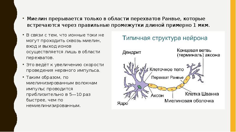 Миелин прерывается только в области перехватов Ранвье, которые встречаются через правильные промежутки Миелин прерывается только в области перехватов Ранвье, которые встречаются через правильные промежутки