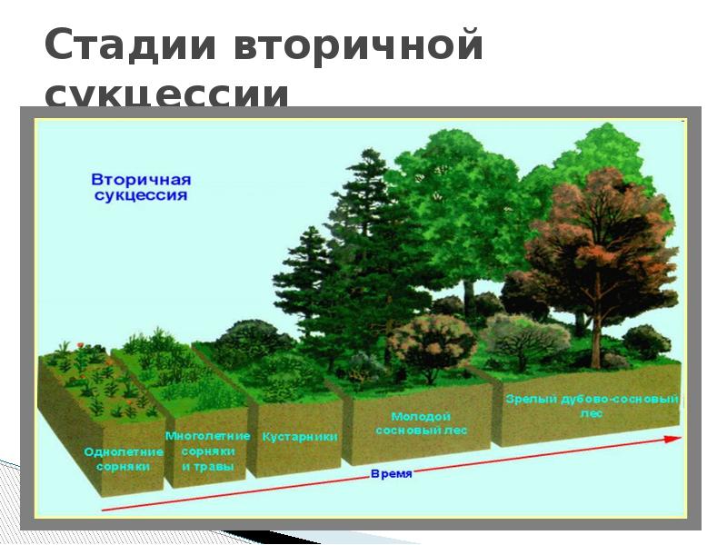 Смена сообществ примеры. Вторичная сукцессия сукцессия. Этапы сукцессии. Этапы вторичной сукцессии. Стадии вторичной сукцессии.