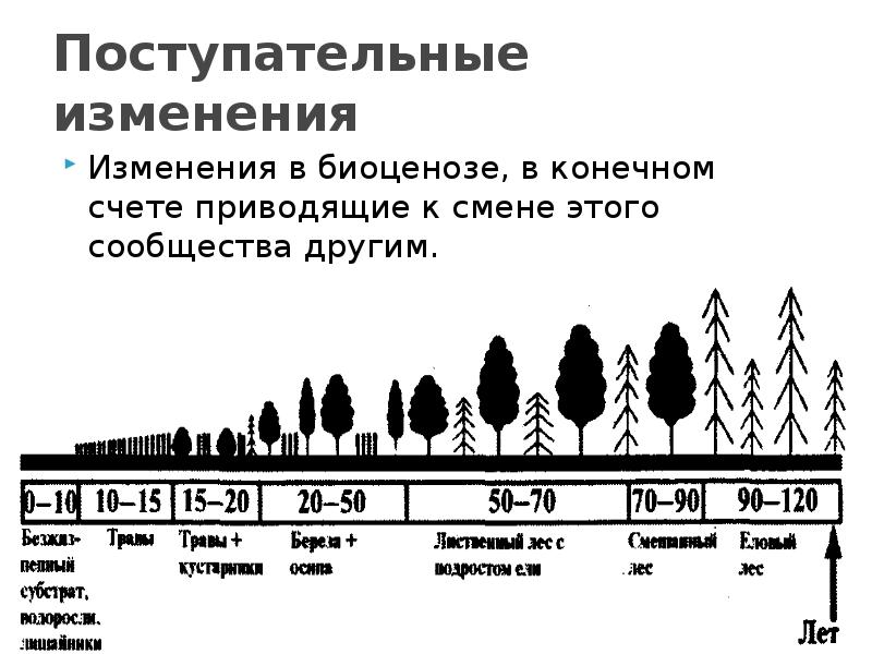 Составь схему изменений происходящих во время сукцессии используя предложенные этапы