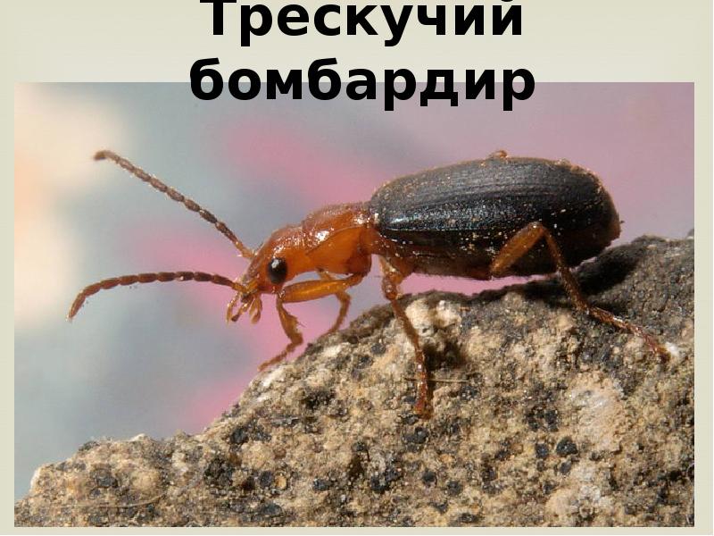 жужелица бомбардир. жук бомбардир. жук-бомбардир защищается. как защищаются жуки. жук-бомбардир защищается.
