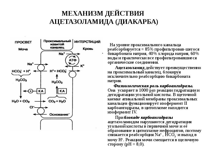 Ацетазоламид инструкция. Ацетазоламид механизм действия фармакология. Механизм действия ацетазоламида. Механизм действия диакарба. Диакарб механизм действия фармакология.