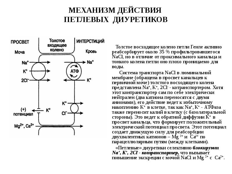 Точки приложения диуретиков схема