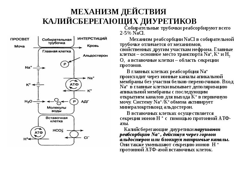 Точки приложения диуретиков схема - 90 фото