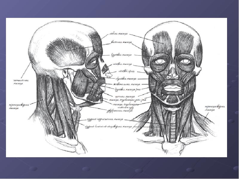 Рисунок анатомия мышцы головы