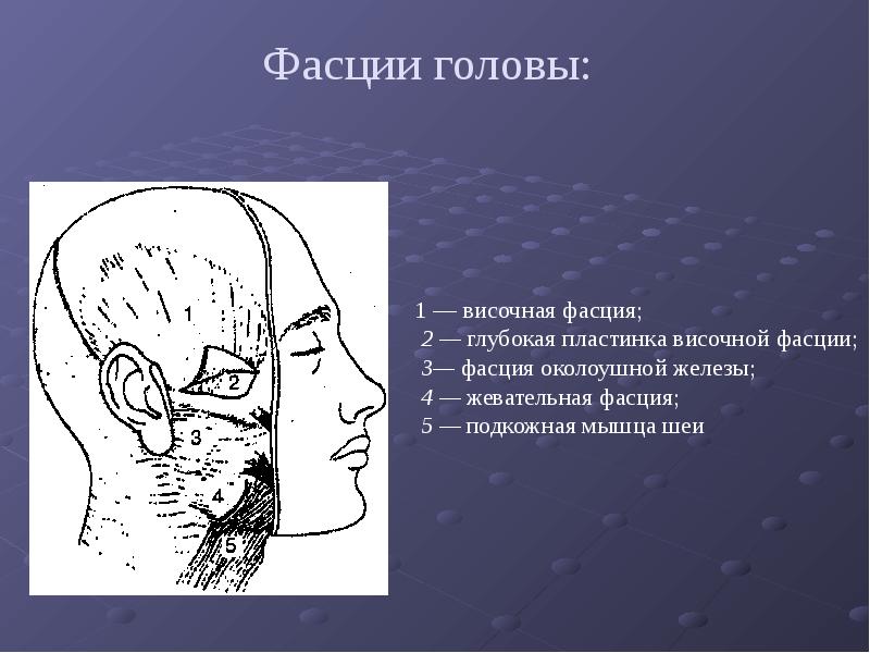 Железы головы. Височная фасция головы анатомия. Фасции головы височная жевательная щечно глоточная. Околоушножевателтная фасция.