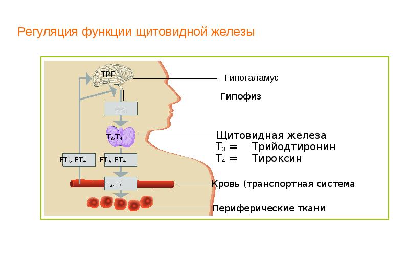 Функции щитовидной железы презентация