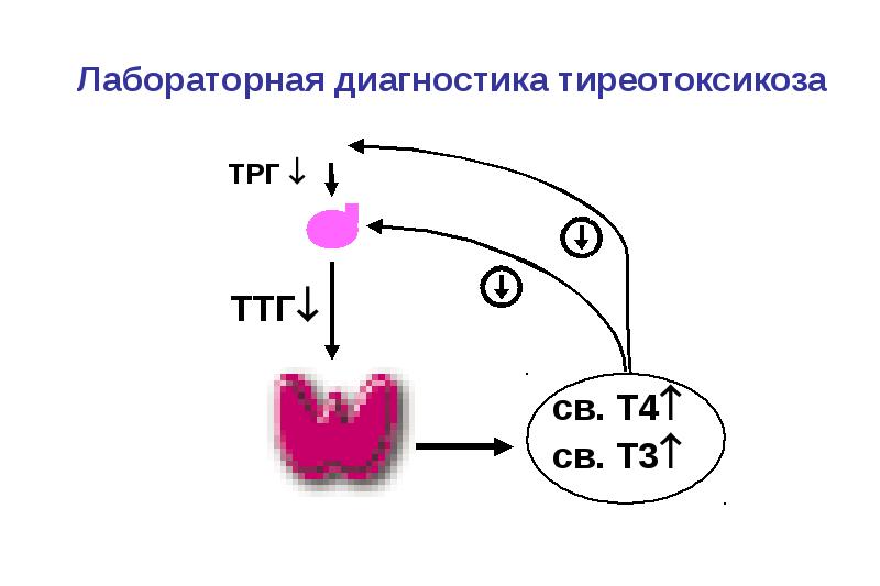 План обследования при тиреотоксикозе