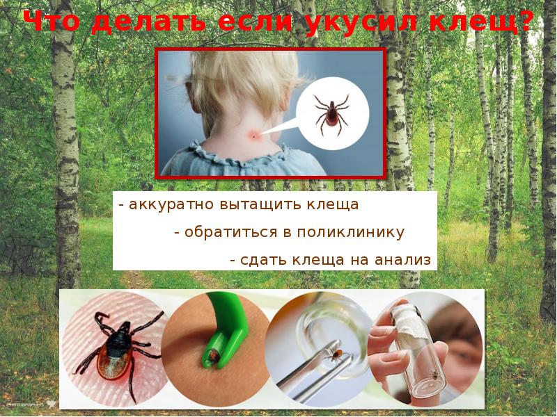 Картинки берегись клещей для детей