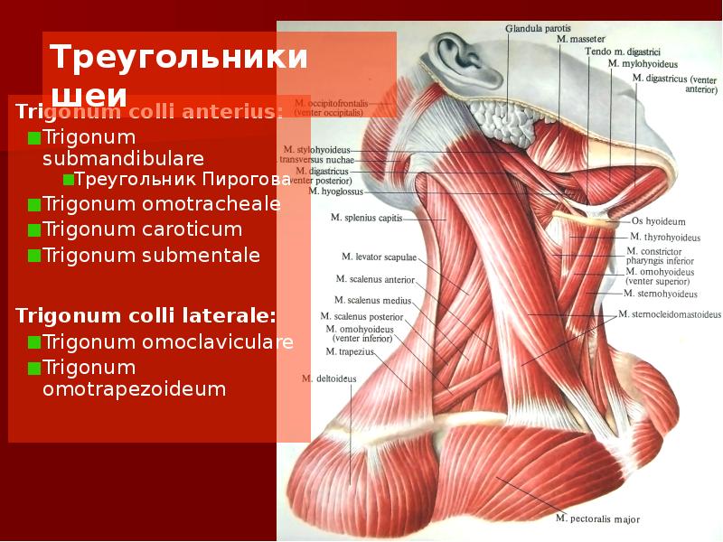 Стенки треугольника пирогова