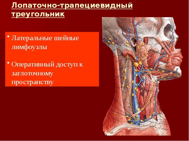 Лимфоузлы. Лопаточно трапециевидный треугольник шеи. Лопаточно трапециевидный треугольник содержимое. Лимфатические узлы на спине.