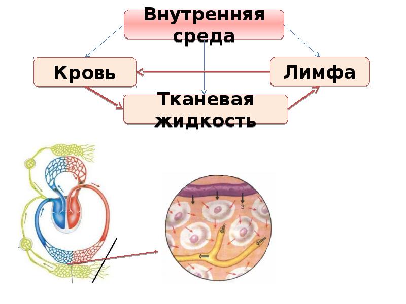 Внутренняя среда организма рисунок