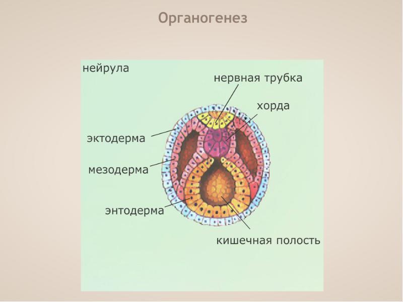 Органогенез рисунок с подписями