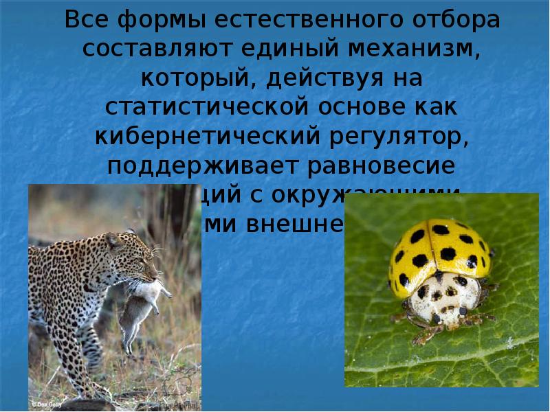 Тест по теме формы естественного отбора. Формы естественного отбора. основа естественного отбора составляет. формы естественного отбора презентация. формы естественного отбора 9 класс презентация.