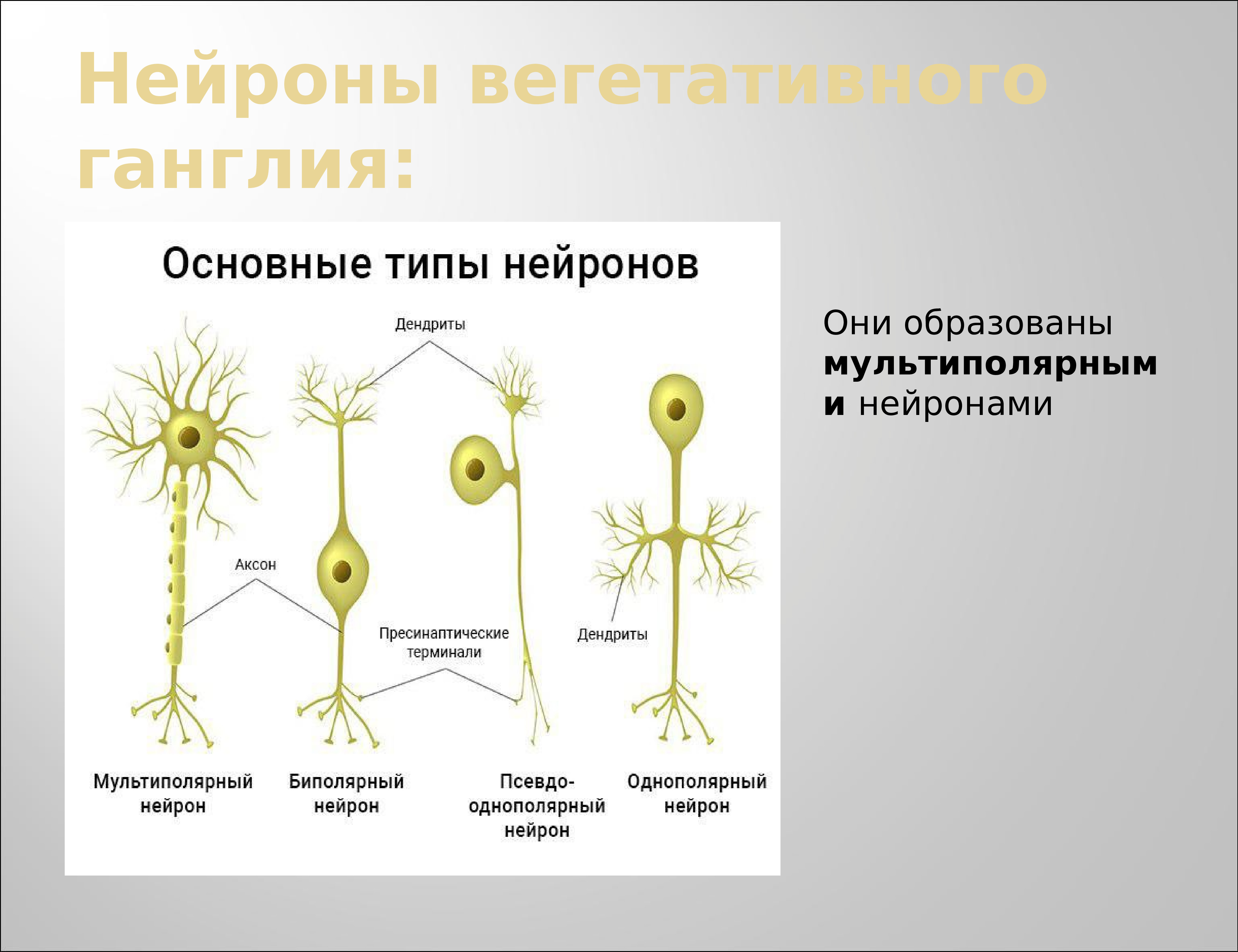 Нервные узлы и нейрон. Виды нейронов. Нейрон виды нейронов. В вегетативных ганглиях Нейроны. Типы нейронов вегетативных ганглиев.