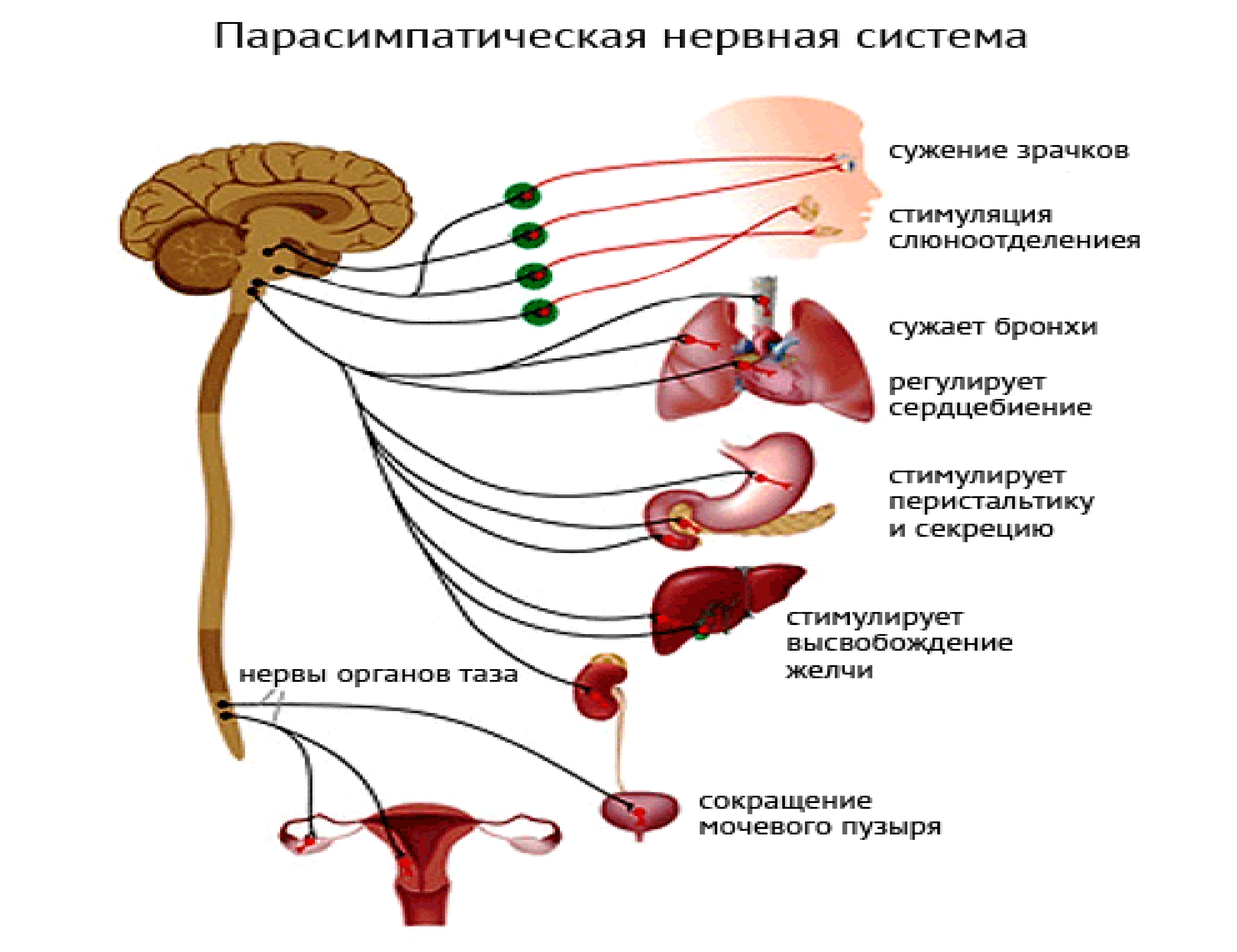 Парасимпатическая часть вегетативной. Строение парасимпатического отдела нервной системы. Парасимпатический отдел вегетативной нервной системы схема. Схема строения парасимпатической нервной системы. Парасимпатическая часть вегетативной нервной системы.