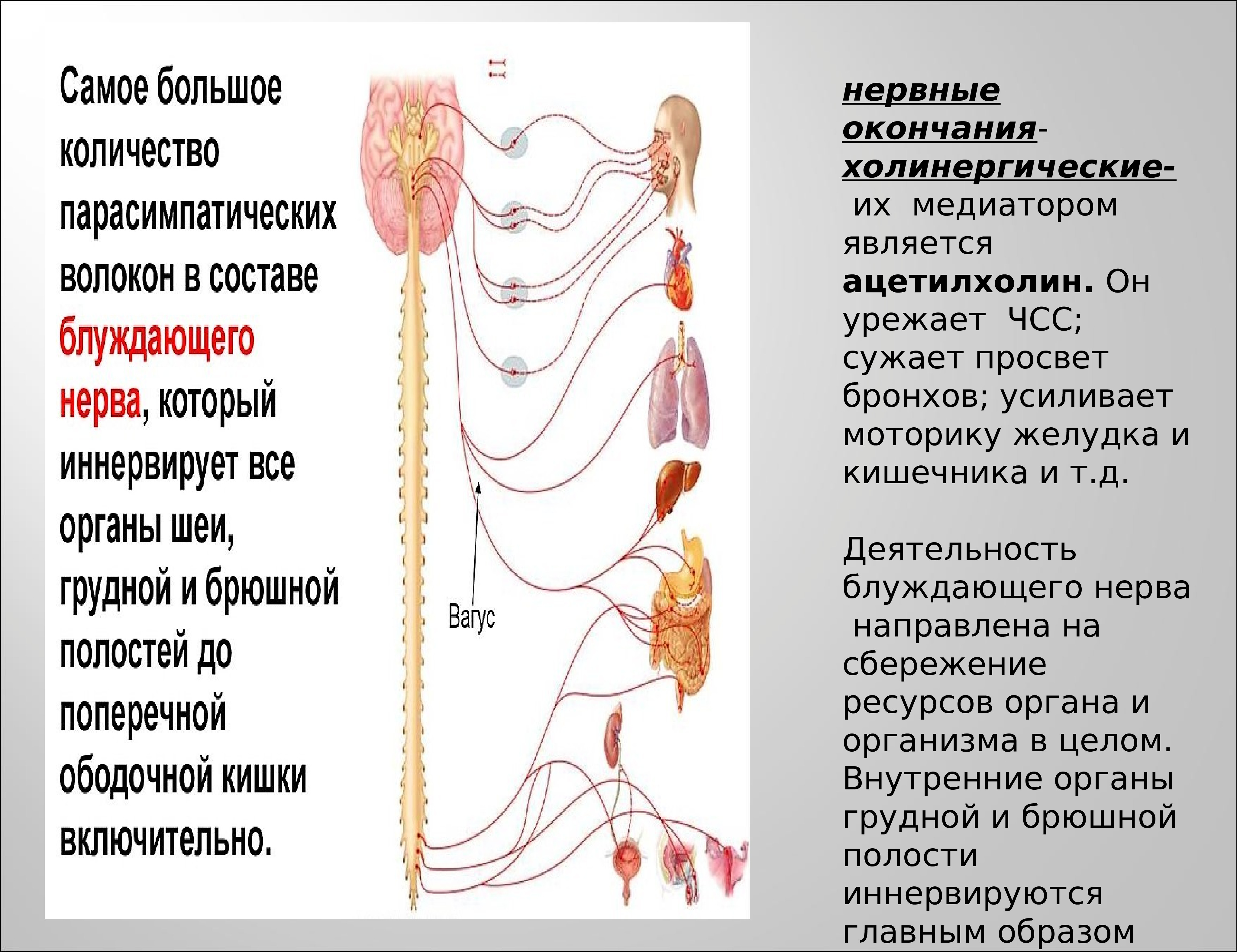 Блуждающий нерв в каком отделе мозга. Блуждающий нерв нерв функции. Волокна блуждающего нерва. Блуждающий нерв иннервация. Анатомия блуждающего нерва.