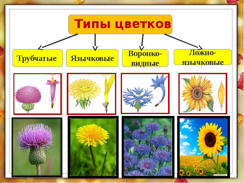 Сложноцветные правильные или неправильные цветки. Трубчатые воронковидные и язычковые. Сложноцветные типы цветков трубчатые. Типы цветков трубчатые язычковые. Язычковые трубчатые ложноязычковые.