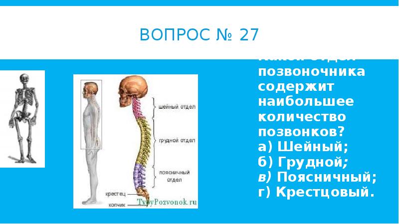 Наибольшее количество позвонков в отделе. Занимательная анатомия презентация. Викторина по анатомии презентация. Сколько позвонков в шейном отделе позвоночника жирафа. В каком отделе.