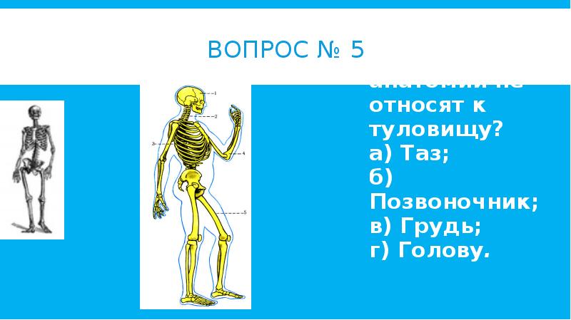 Сложные вопросы по анатомии