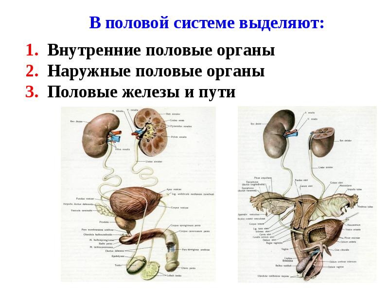 Мочеполовая система анатомия презентация