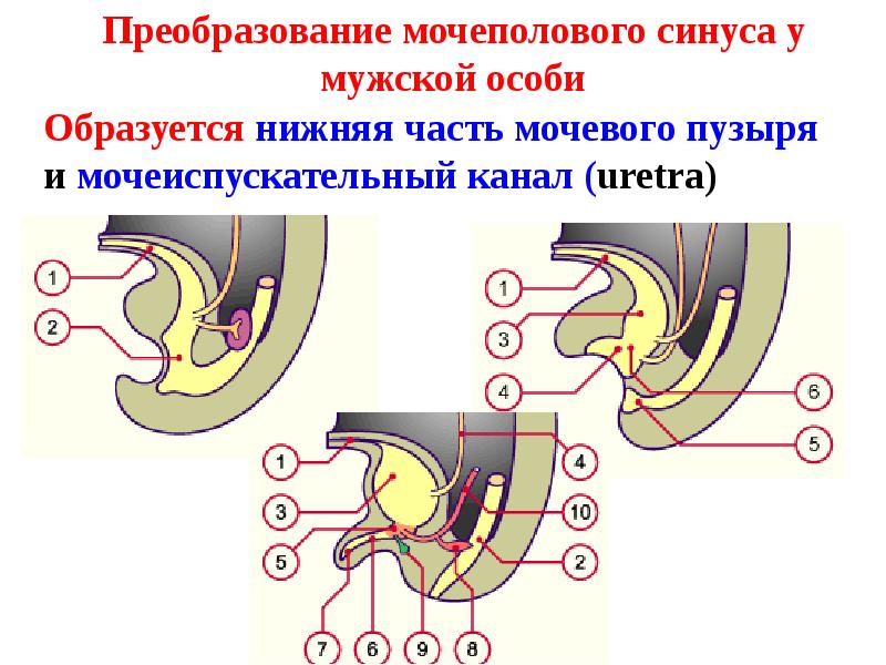 Анатомия мочеполовой системы презентация