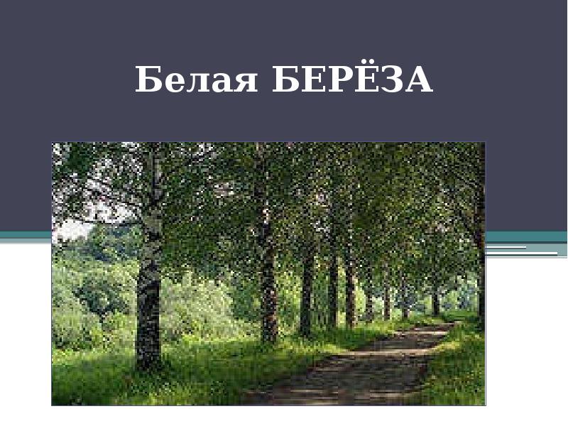 Белая береза проект