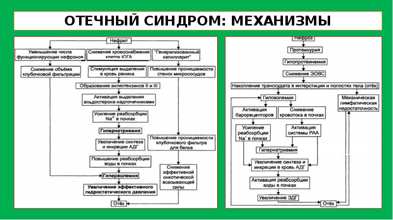 Почечные синдромы презентация