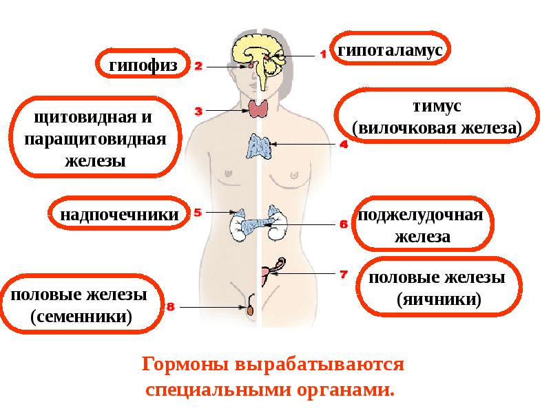 Эндокринные железы картинки