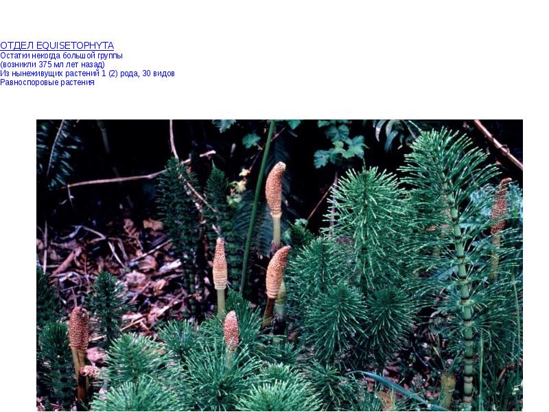 ОТДЕЛ EQUISETOPHYTA Остатки некогда большой группы (возникли 375 мл лет назад)