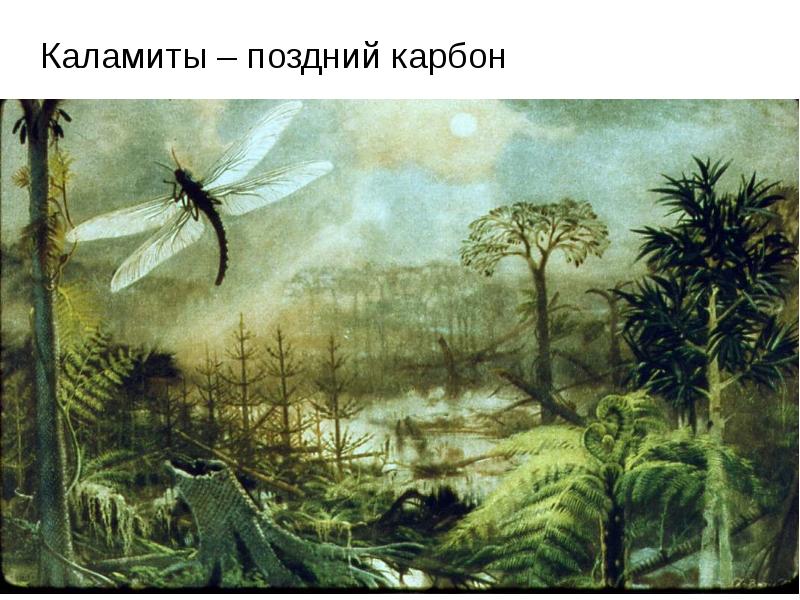Каламиты – поздний карбон
