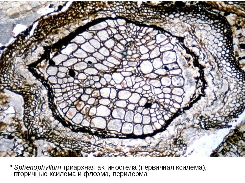 Sphenophyllum триархная актиностела (первичная ксилема), вторичные ксилема и флоэма, перидерма Sphenophyllum