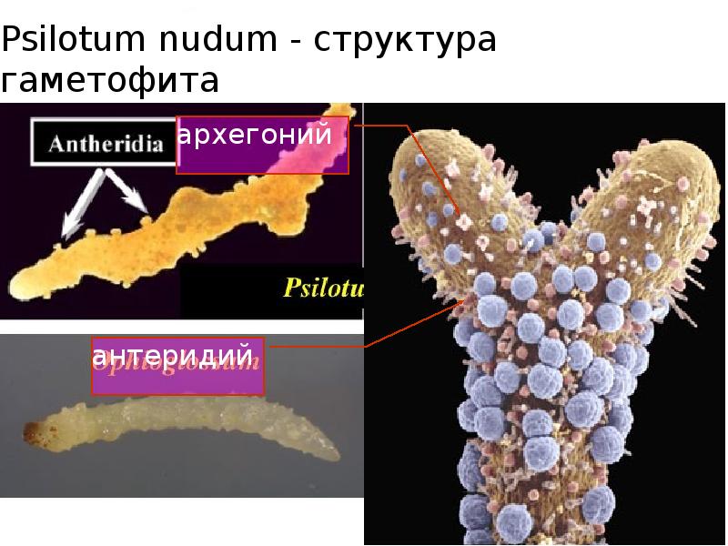 Psilotum nudum - структура гаметофита