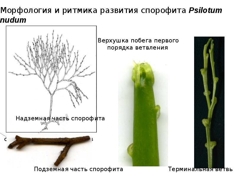 Морфология и ритмика развития спорофита Psilotum nudum