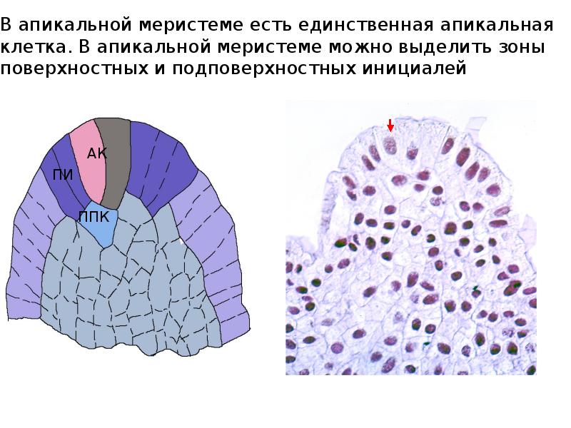 В апикальной меристеме есть единственная апикальная клетка. В апикальной меристеме можно