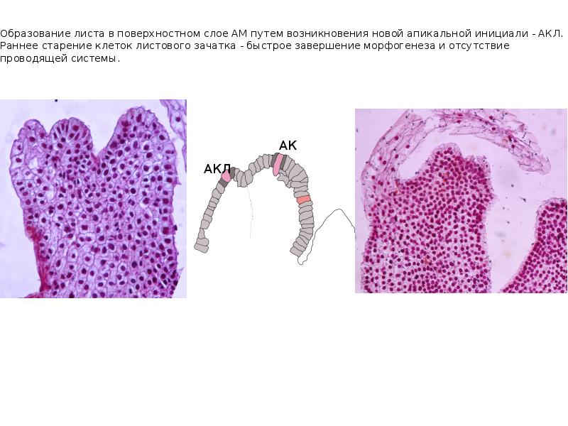 Образование листа в поверхностном слое АМ путем возникновения новой апикальной инициали