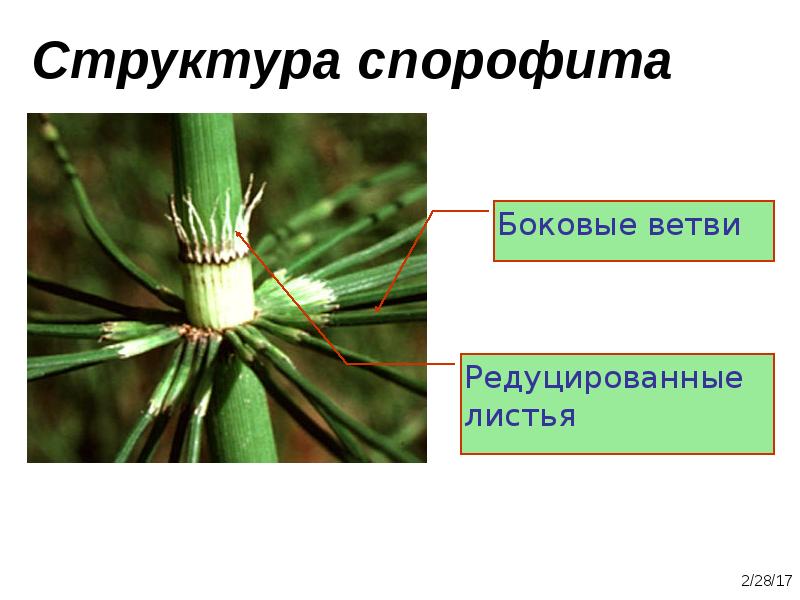 Структура спорофита